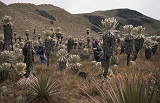 560_Tussen de vegetatie, paramo El Angel